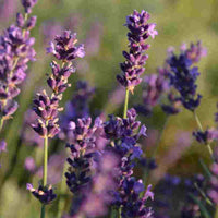 Fleur de lavande