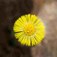 Fleur de tussilage